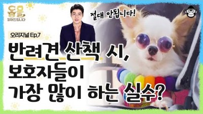 반려견 눈 오고 추운 겨울철 강아지 산책방법, 반려견 건강을 위한 산책 방법 정보[수의사 설채현-사피엔스스튜디오]
