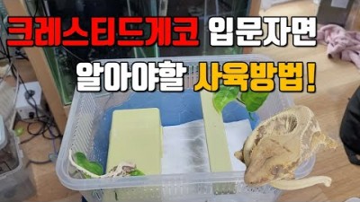 게코 도마뱀 키우는 방법, 간단한 크레스티드게코 도마뱀 사육방법, 도마뱀 입문자를 위한 게코 도마뱀 키우는 방법5가지 정보[다비드 물생활TV]