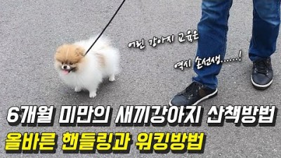 강아지 산책 방법, 올바른  핸들링 워킹 방법, 어린 강아지 산책 교육 방법 정보