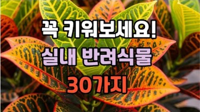 키워 볼만한 반려 식물 추천30가지, 관리 편한 반려 식물, 물 적게 주는 식물, 햇빛 덜 필요한 식물, 관리 단순한 식물 추천 정보