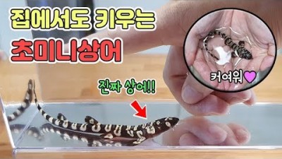 반려 생물 해수어 미니 바다상어 마블캣샤크 정보