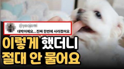 강아지 입질 교육법, 강아지 무는 버릇 고치는 방법, 깨무는 강아지 입질 멈추는 교육법 정보