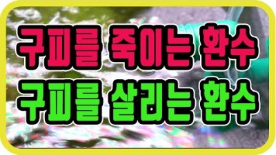 열대어 키울때 어항 환수 이유, 주기 및 방법, 구피를 죽이는 환수 살리는 환수, 환수를 잘하는 방법