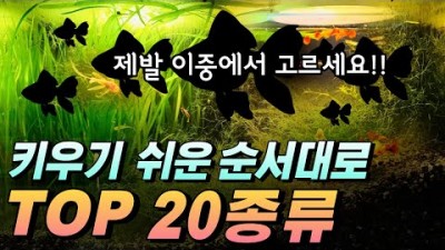 물고기 성공 적으로 키우는 방법, 물고기 키우기 쉬운 순서 20종, 면역력 강하고 건강한 물고기 20종 추천 정보[원스팜]