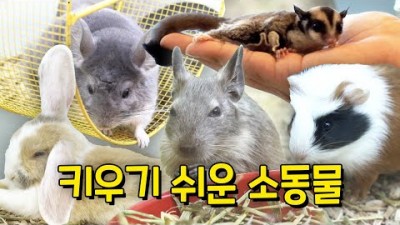 키우기 쉬운 반려 생물(데구,친칠라,롭이어토끼,슈가글라이더) 외 반려동물 소동물 분양하기전 알아야 할 정보[ch B tv]