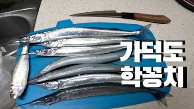 가덕도 학꽁치 낚시 포인트, 천성항 학꽁치 조황 정보[출처:유튜브-메가리조사]