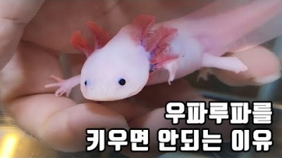 우파루파(아홀로틀) 키우기, 우파루파 어항 집 만들기 및 키우는 방법 먹이 정보