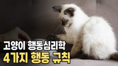 고양이 기본 행동 알아보기, 고양이 키우는 교육 방법, 고양이 행동 기본 규칙 분석 알아보기[출처:유튜브-윤샘의 마이펫상담소]