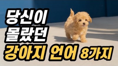 반려견 꼭 알아야할 강아지 언어, 강아지 행동 및 신호 8가지 정보[반려동물 지식정보채널, 멍멍톡]