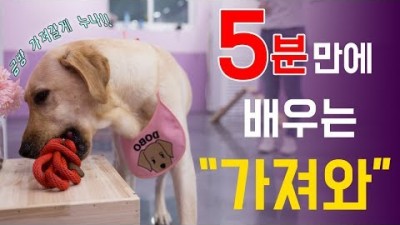 강아지 가져와 물어와 훈련 방법, 똑똑한 강아지 만드는 5분 훈련 방법[출처:유튜브-펫을부탁해:PETBOO]