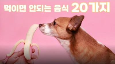 강아지에게 먹이면 안되는 음식 20가지 정보[애니멀 동물사전]