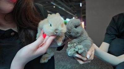 반려동물 키워볼만한 네덜란드 드워프 토끼 귀여운 토끼 가격 수명 정보 - 기흥 아쿠아가든 [정브르}